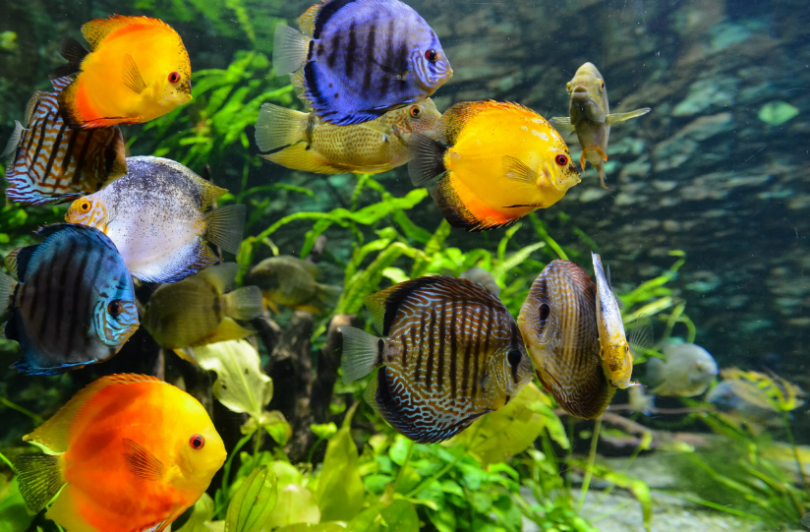 민물 수족관에 꼭 필요한 10가지 이국적인 물고기
