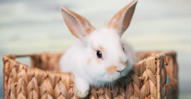 이해해야 할 10가지 천연 토끼 행동