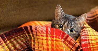 집에서 고양이 알레르기 유발 물질을 줄이는 10가지 확실한 팁