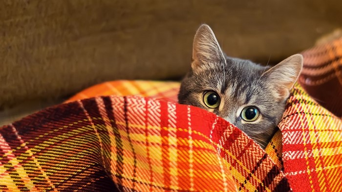 집에서 고양이 알레르기 유발 물질을 줄이는 10가지 확실한 팁